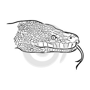 Black and white sketch of a snake snake python vector sketch