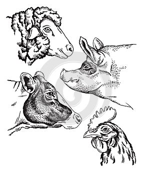 Black and white sketches of four farm animal`s face