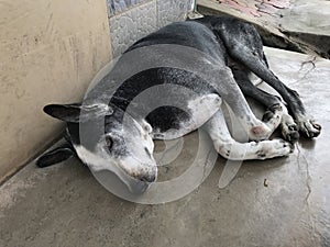 Black an white skin stray dog abandoned in street and its a poor soul