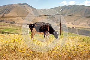 Black and white skinny cow having food