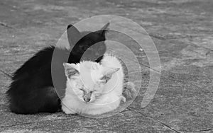 Black and white sleeping Kittens photo