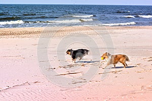 Black and white small sheltie dogs playing on beach, running, throwing, catching, carrying ball