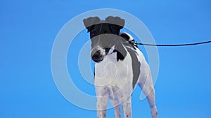 Black and white smooth fox terrier on a leash stands in the studio on a blue background. Focused pet performs a stance