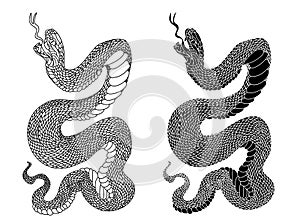 Black and white Snake cobra isolate on white background.
