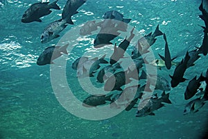 Black and white snapper (Macolor niger)