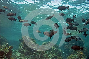 Black and white snapper (Macolor niger)