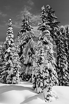Black And White Snow On Evergreen Trees In Mount Rainier National Park