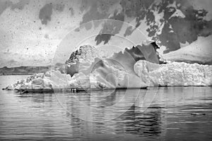 Black and White Snowing Floating Blue Iceberg Reflection Paradise Bay Skintorp Cove Antarctica