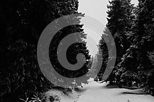 Snowy footpath in the mountains.