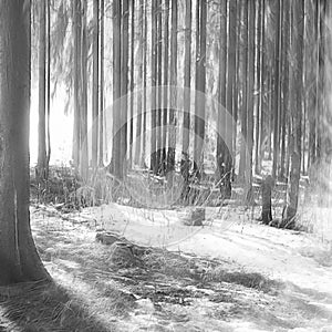 Black and white snowy woods