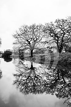 A black and white of some winter trees reflecting in the water