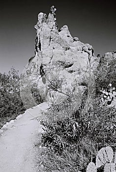 Black and White Sonora Desert Arizona photo