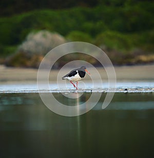 Black and white South Island pied oystercatcher walking along river water in Abel Tasman National Park New Zealand