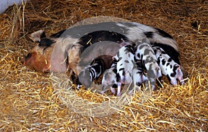 Black and white Sow feeding 6 black spotted piglets