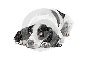 Black and white spaniel pedigree dog lying