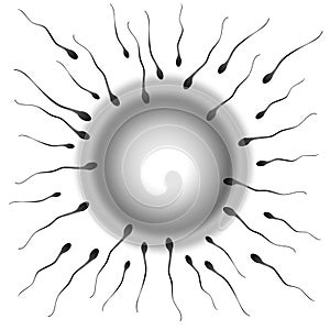 Black and White Sperm and Egg Fertilization