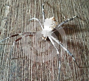 black, white spider