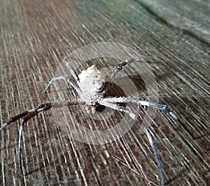 black, white spider
