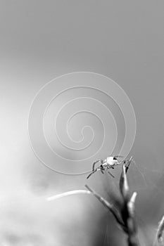 Black and white spider photography