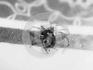 Black and white spider predator photo