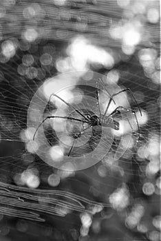 Black and white spider and web