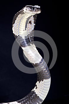 Black and white spitting cobra (Naja siamensis)