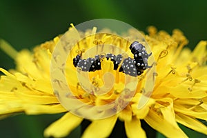 Black with white spots butterfly caterpillar. Peacock eye on a yellow dandelion flower, closeup