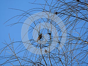Black and white spotted bird, camarasa, lerida, spain, europe