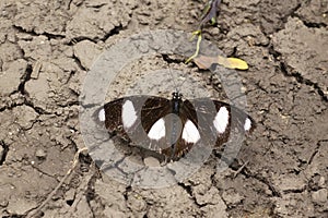 Black and white spotted Butterfly near Pune, Maharashtra, India