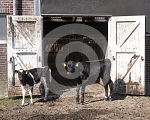 black and white spotted calves outside barn doors of old farm in the netherlands