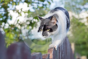 Black and white spotted cat walking on old wooden fence