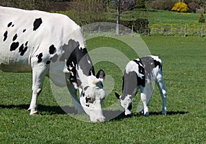 Black and white spotted cow and calf grazing in the field