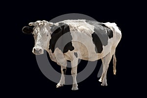 Black and white spotted cow isolated on black background.