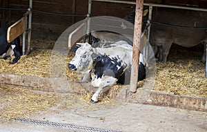 Black and white spotted cow lies in a shed