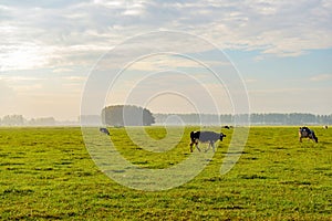Black and white spotted cow walking in a large meadow