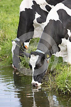 black and white spotted cows drink from water of canal in holland