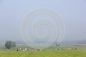 black and white spotted cows graze in meadow near utrecht near river rhine