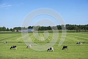 Black and white spotted cows in green grassy meadow with solar panels covered farm and blue sky