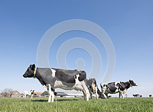 black and white spotted cows in green meadow near farm in dutch province of zeeland