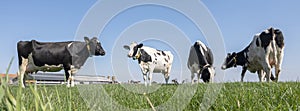 black and white spotted cows in green meadow near farm in dutch province of zeeland