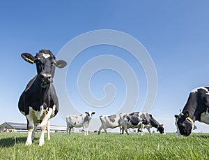 black and white spotted cows in green meadow near farm in dutch province of zeeland