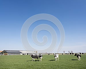 black and white spotted cows in green meadow near farm in dutch province of zeeland