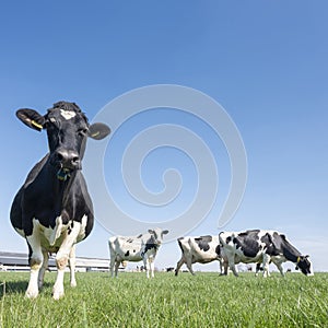 black and white spotted cows in green meadow near farm in dutch province of zeeland