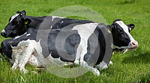 black and white spotted cows recline in grass of meadow in the netherlands