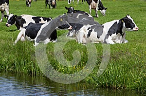 black and white spotted cows recline in grass of meadow in the netherlands