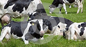 black and white spotted cows recline in grass of meadow in the netherlands