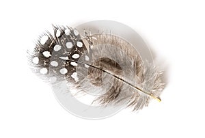 Black and white Spotted feather of a Helmeted guineafowl, Numida meleagris, isolated on white