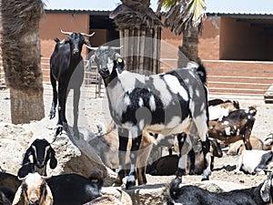 Black white spotted goat in a fold yard.