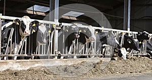 Black and white spotted holstein cows feed in half open barn on dutch farm in holland