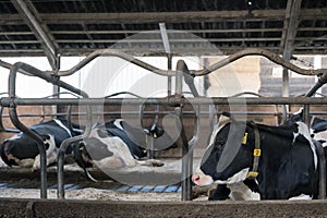 Black and white spotted holstein cows inside barn on dutch farm in holland